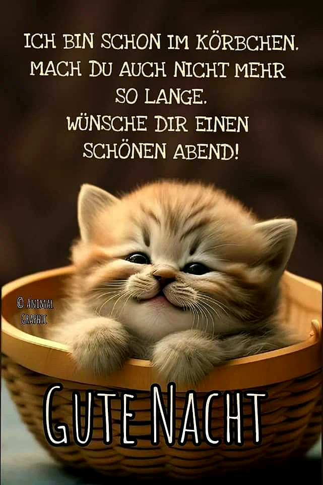 Süße Gute Nacht Bilder: Kuscheliges Kätzchen zum Einschlafen schicken