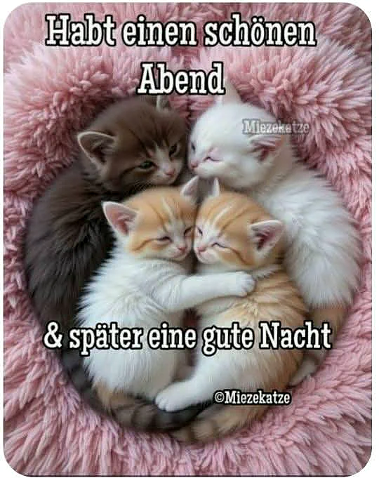Süße Kätzchen kuscheln sich ein: Habt eine traumhafte Gute Nacht!