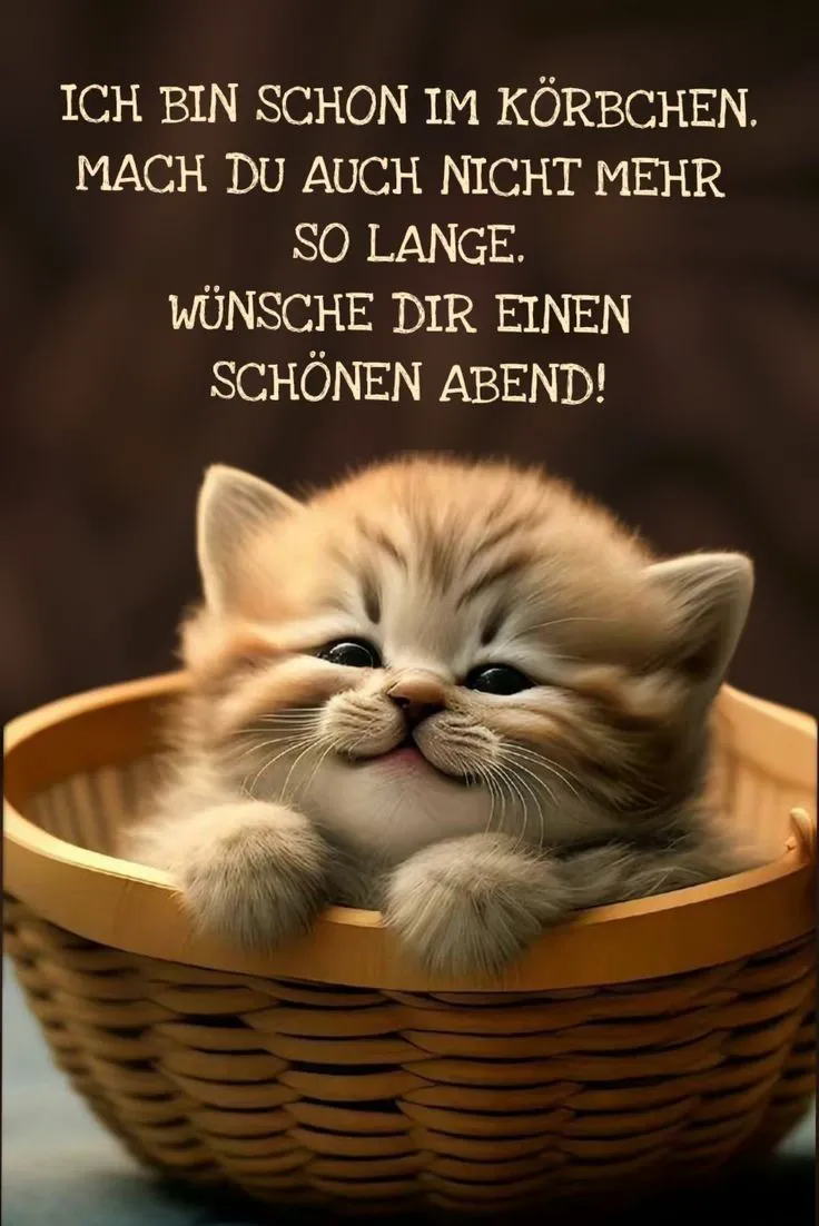 Süßes Kätzchen wünscht einen schönen Abend