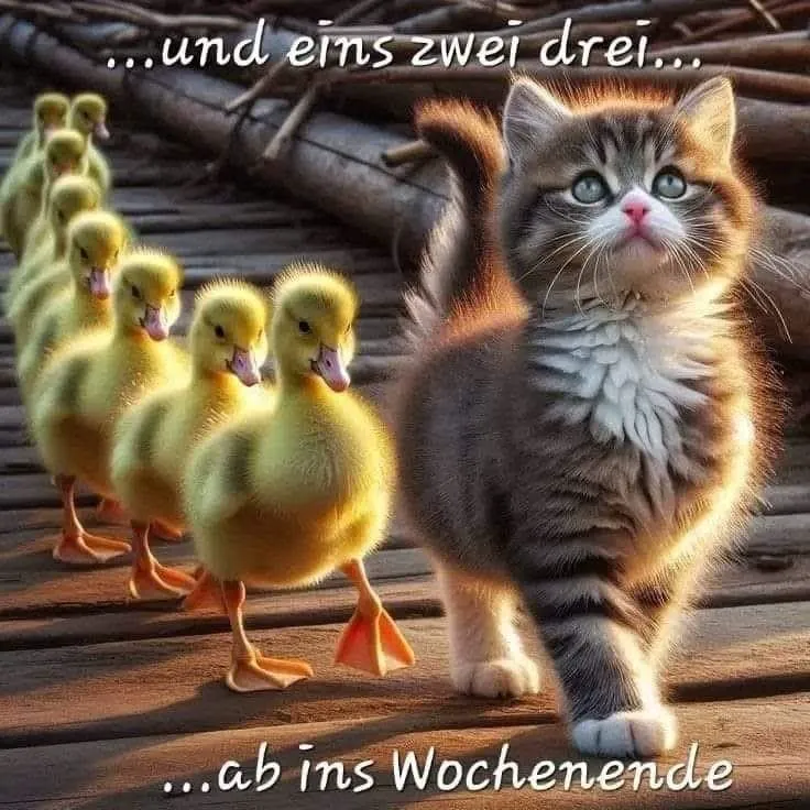 Ein flauschiges, braun-weißes Kätzchen mit blauen Augen geht fröhlich voran, gefolgt von einer Reihe entzückender gelber Entenküken auf einem sonnenbeschienenen Holzweg. Die Szene strahlt eine süße, entspannte Wochenendstimmung aus.