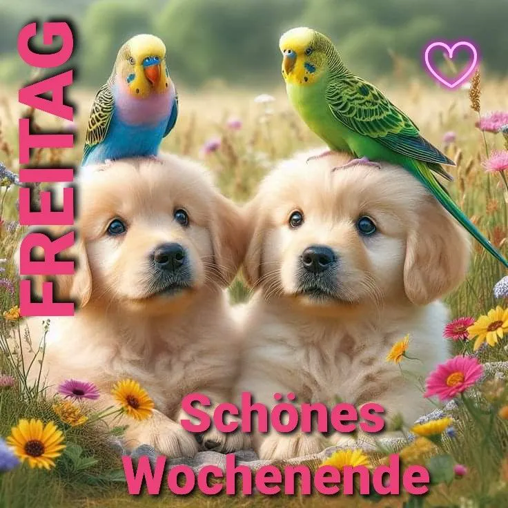 Schönes Wochenende: Welpen und Wellensittiche wünschen einen gemütlichen Freitag!