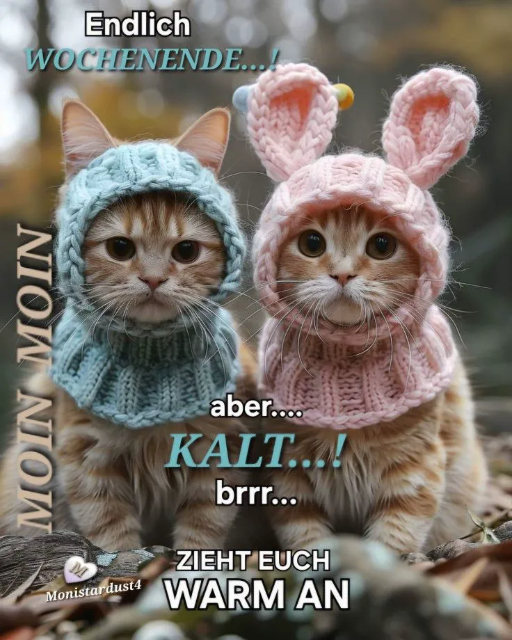 Wochenend-Grüße: Süße Katzen wünschen dir ein warmes Schönes Wochenende!