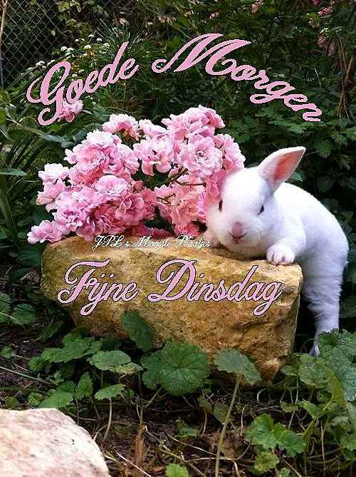 Ein weißer Hase liegt auf einem Felsen neben einem Blumenstrauch mit rosa Blüten, im Hintergrund grüne Pflanzen und ein Zaun, friedliche Morgenstimmung