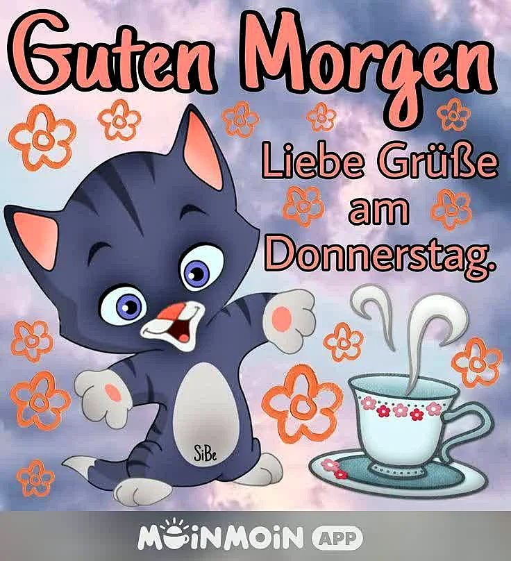 Donnerstag Morgen Grüße - Süße Katzenbilder zum Teilen