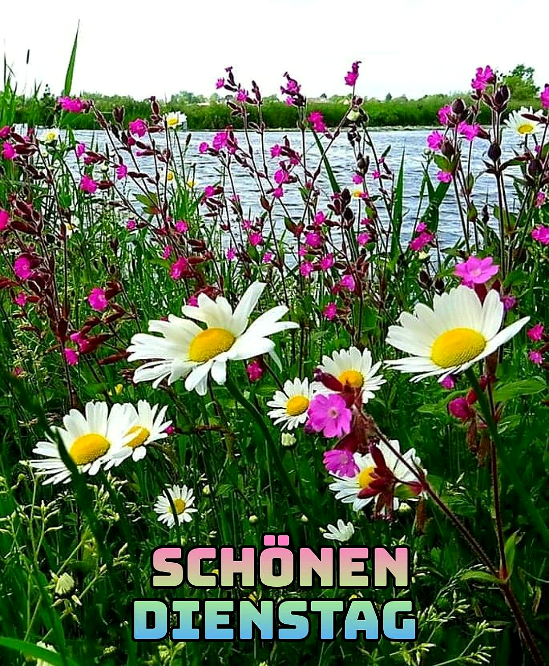 Ein ruhiger Dienstagmorgen mit Blumen