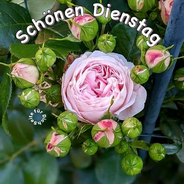 Ein sanfter Dienstagmorgen erblüht: Ruhe, Fokus und neue Kraft finden