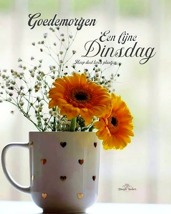 Eine weiße Tasse mit goldenen Herzen präsentiert leuchtend orange Gerbera-Blumen und feines Schleierkraut. Die helle, weiche Atmosphäre strahlt einen warmen, hoffnungsvollen Dienstagsgruß aus.