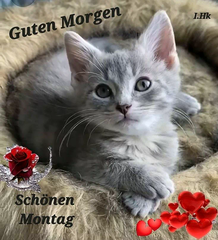 Ein süßer Kater wünscht dir einen schönen Montag