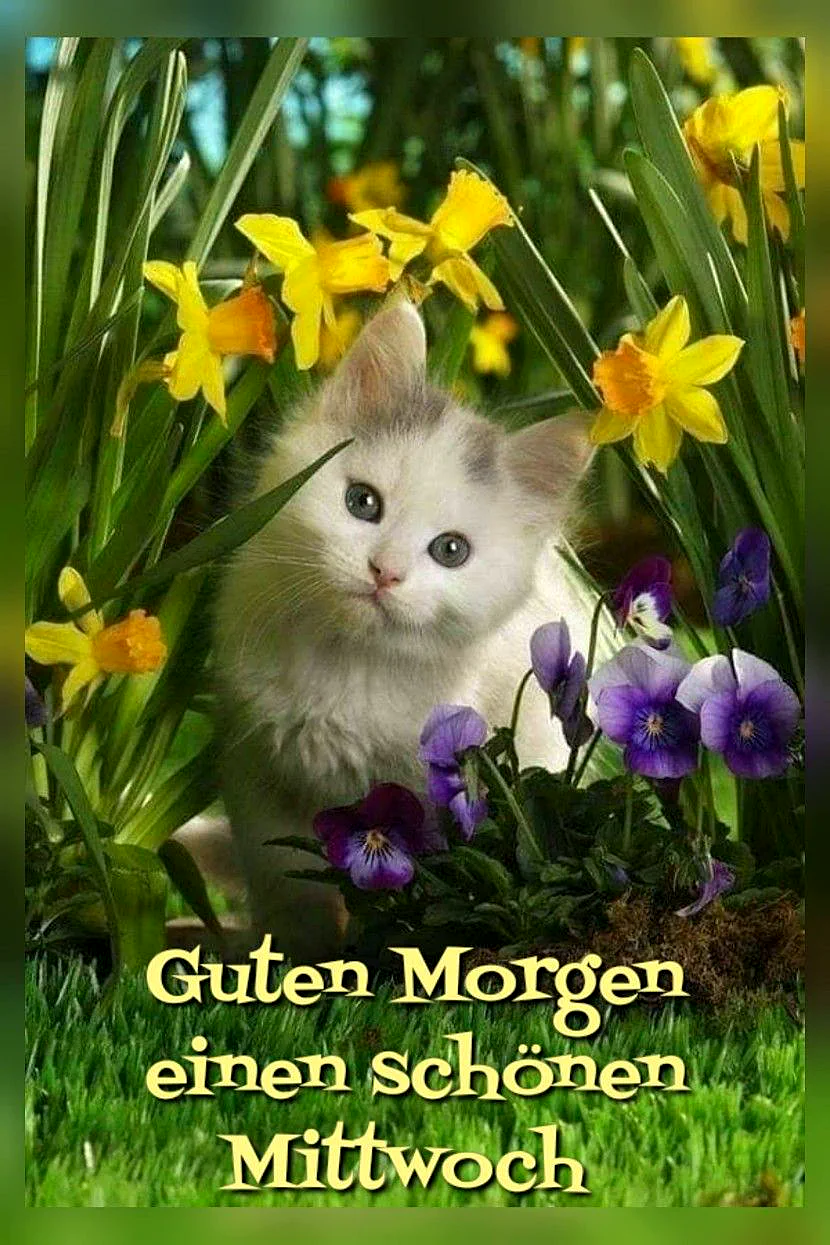 Ein süßer Kater zum Mittwochs-Gruß: Frühlingsgefühle für WhatsApp