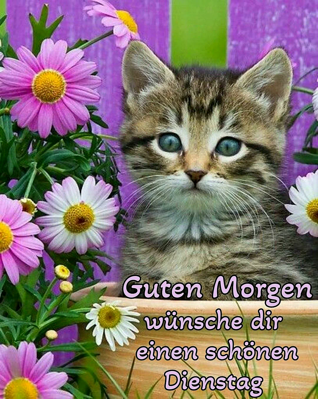 Ein süßes Kätzchen wünscht dir einen schönen Dienstagmorgen