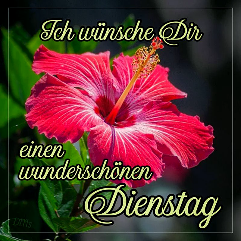 Ein zauberhafter Dienstag beginnt