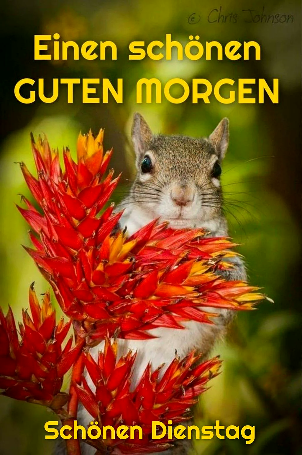 Ein süßes Eichhörnchen lugt neugierig hinter einer leuchtend roten und orangen Bromelie hervor. Der Hintergrund ist sanft grün, das warme Licht unterstreicht die gemütliche, fokussierte Stimmung eines schönen Dienstags.