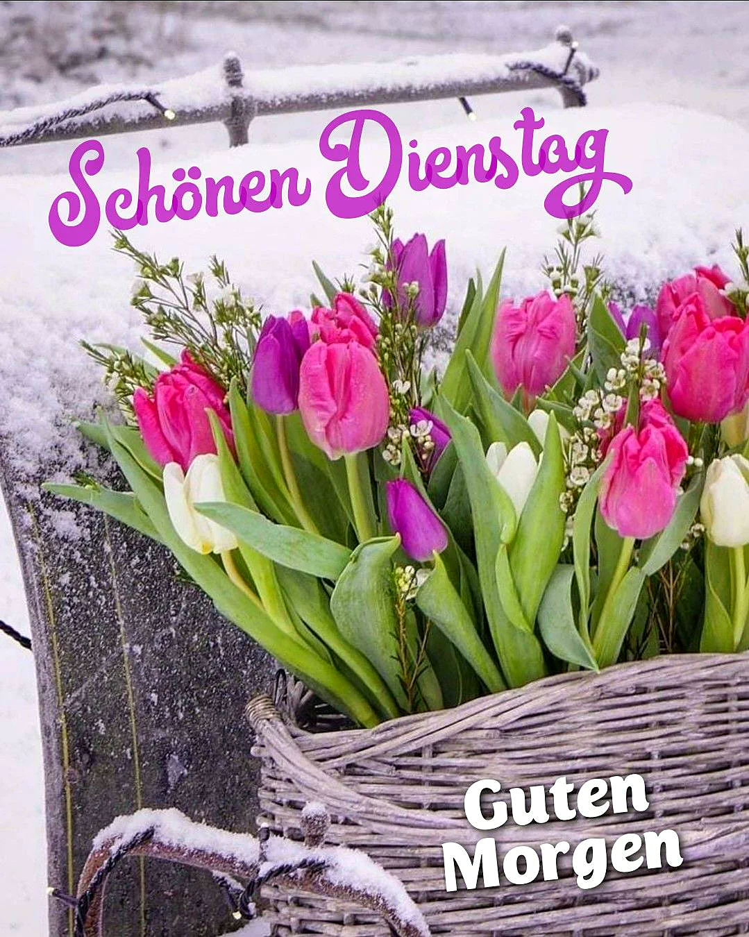 Ein Korb mit leuchtend pinken, lila und weißen Tulpen steht im Schnee, daneben ein schneebedeckter Zaun. Die Blumen bringen fröhliche Farben in die kalte Winterlandschaft und wünschen einen schönen Dienstag.