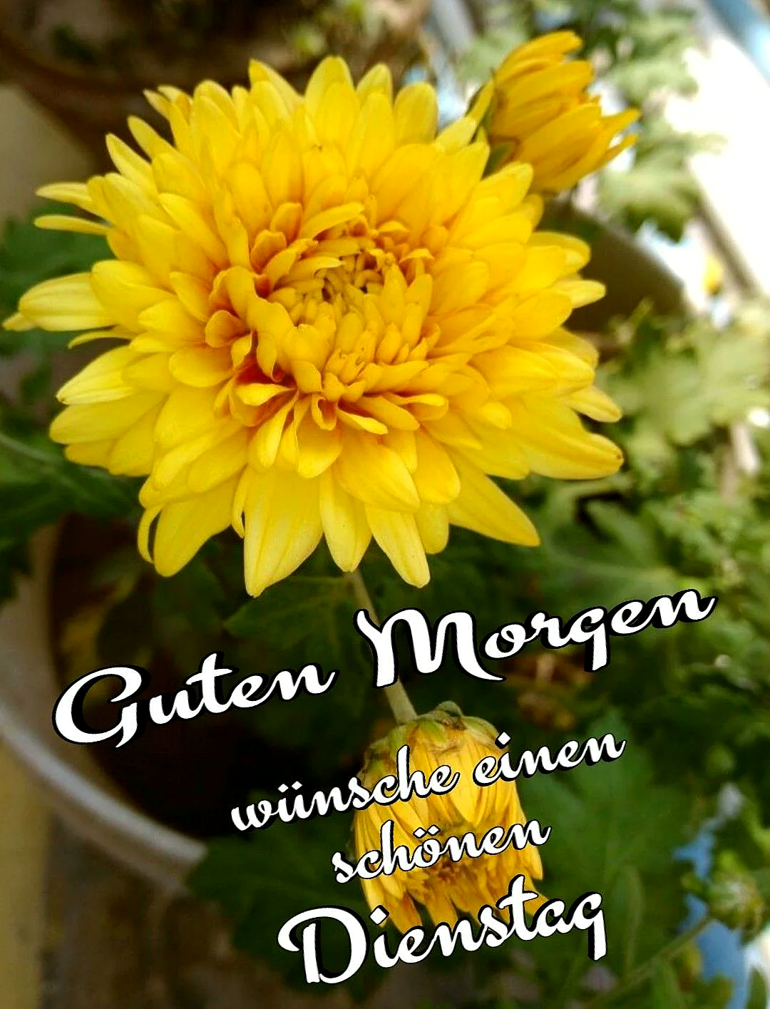 Ein leuchtend gelbes Chrysanthemen-Bild mit einem noch geschlossenen Blütenkopf darunter, umgeben von grünem Laub, bei sanftem Morgenlicht. Der Text wünscht einen schönen Dienstag.