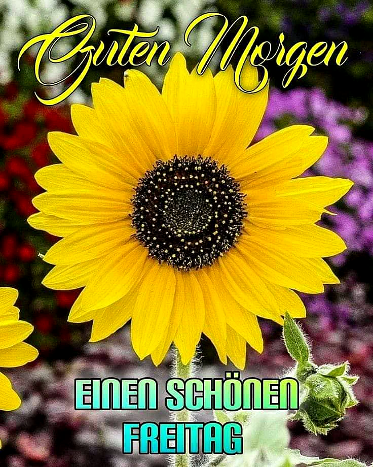 Ein großes gelbes Sonnenblume im Garten mit grünen Blättern und einem dunklen Zentrum, im Hintergrund sind andere Blumen in verschiedenen Farben sichtbar.