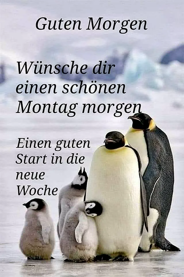 Guten Morgen! Mit Pinguinen in den Montag starten – ein Herzensgruß für dich
