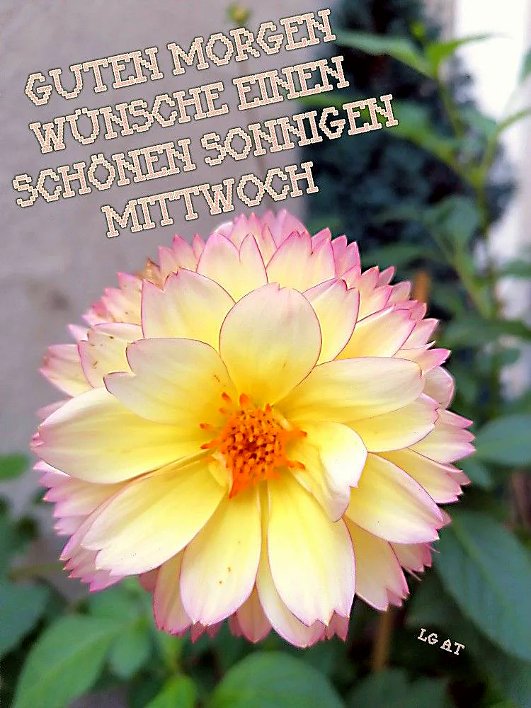 Guten Morgen: Schönen sonnigen Mittwoch - Halbzeit-Motivation