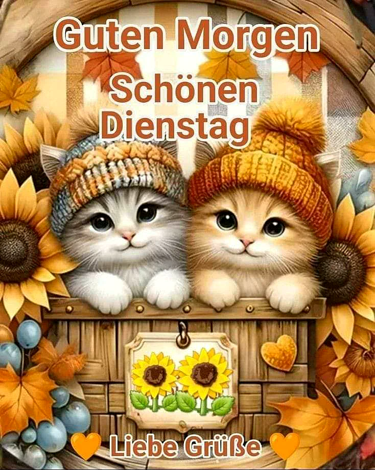 Herzliche Grüße zum Dienstagmorgen - Süße Katzen