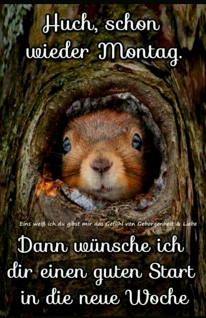Huch, schon wieder Montag! Herzliche Montagsgrüße für einen energiegeladenen Start