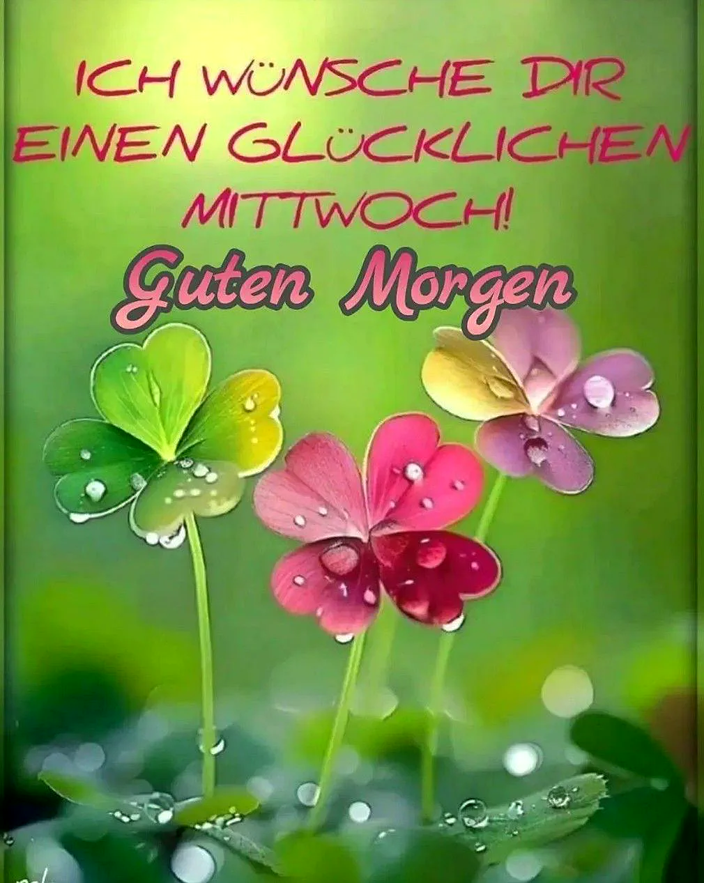 Mittwochmorgen: Zarte Tropfen künden vom Durchhalten bis zum Abendglück
