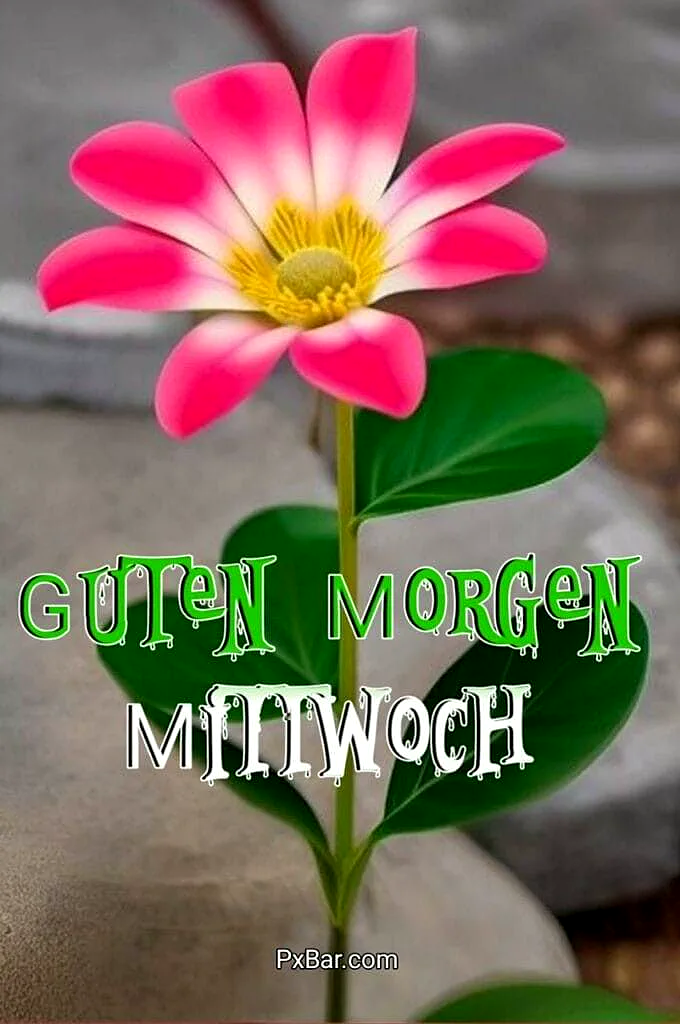 Mittwochsmorgen: Rosé-Blüte erhellt die Halbzeit der Woche mit Hoffnung.