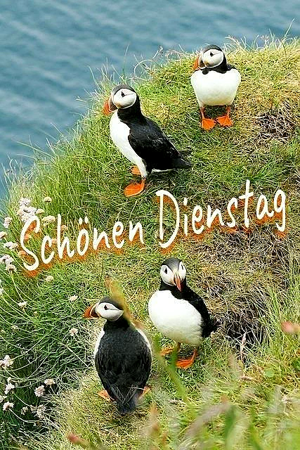 Vier Papageitaucher stehen auf einer grünen, blühenden Klippe mit Blick auf das blaue Meer. Die freundlichen Seevögel mit ihren bunten Schnäbeln und orangen Füßen vermitteln eine ruhige und friedliche Stimmung.
