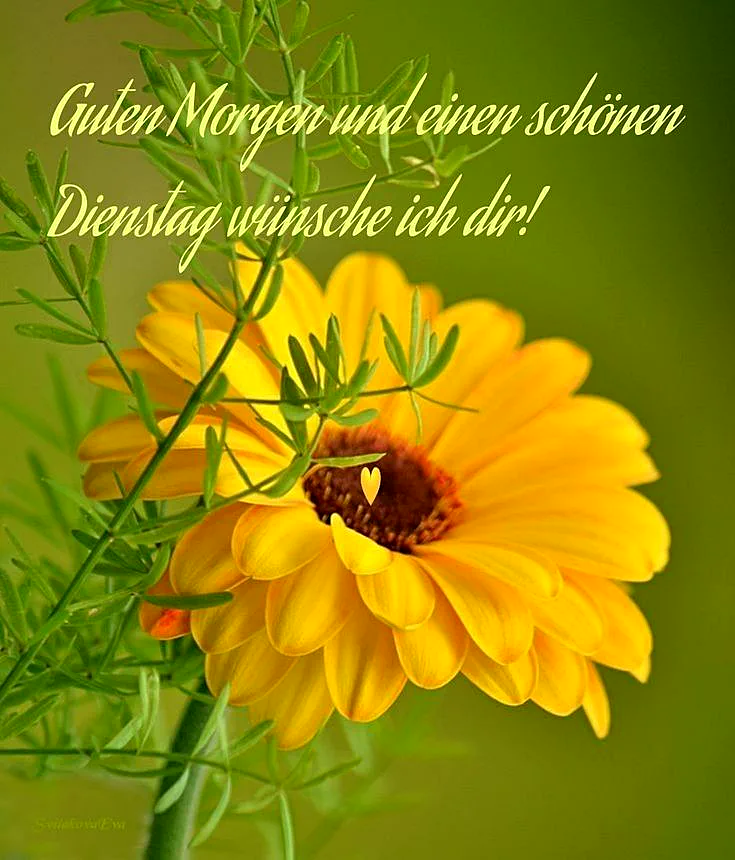 Schönen Dienstag - Morgen-Gruß mit gelber Blume