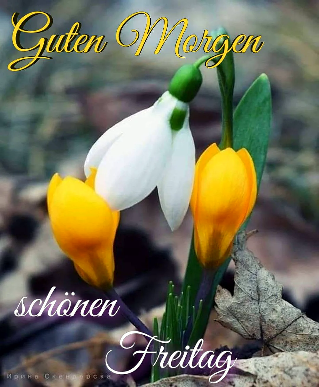 Schönen Freitag Bilder - Guten Morgen Gruß für Freitag