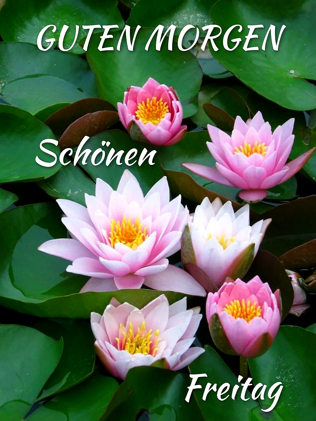 Schönen Freitag Bilder - Guten Morgen Gruß für Freitag