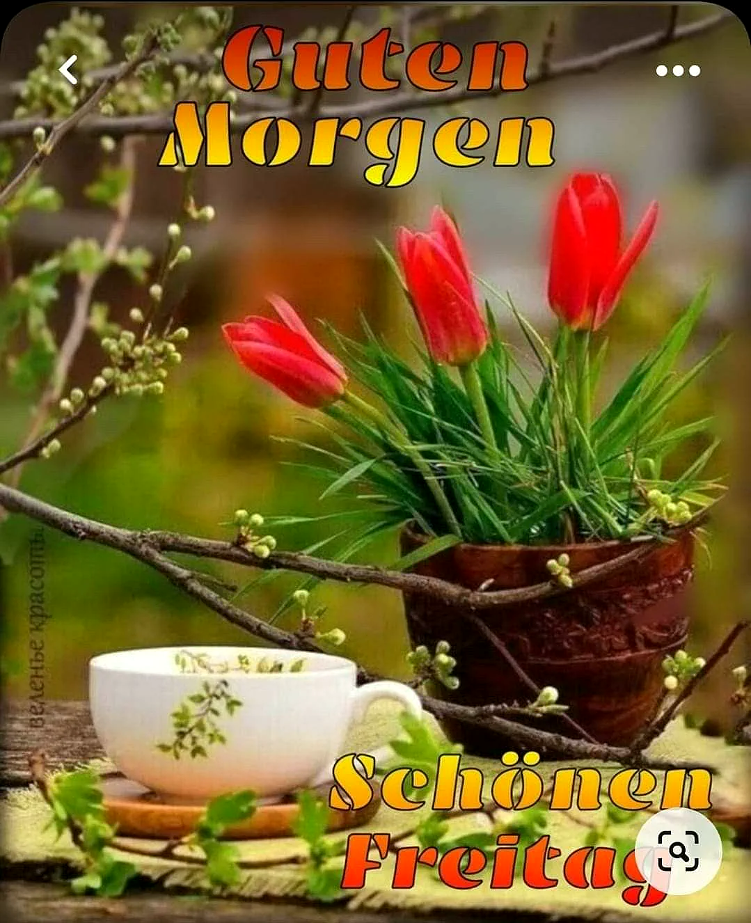 Schönen Freitag Bilder - Guten Morgen Gruß für Freitag
