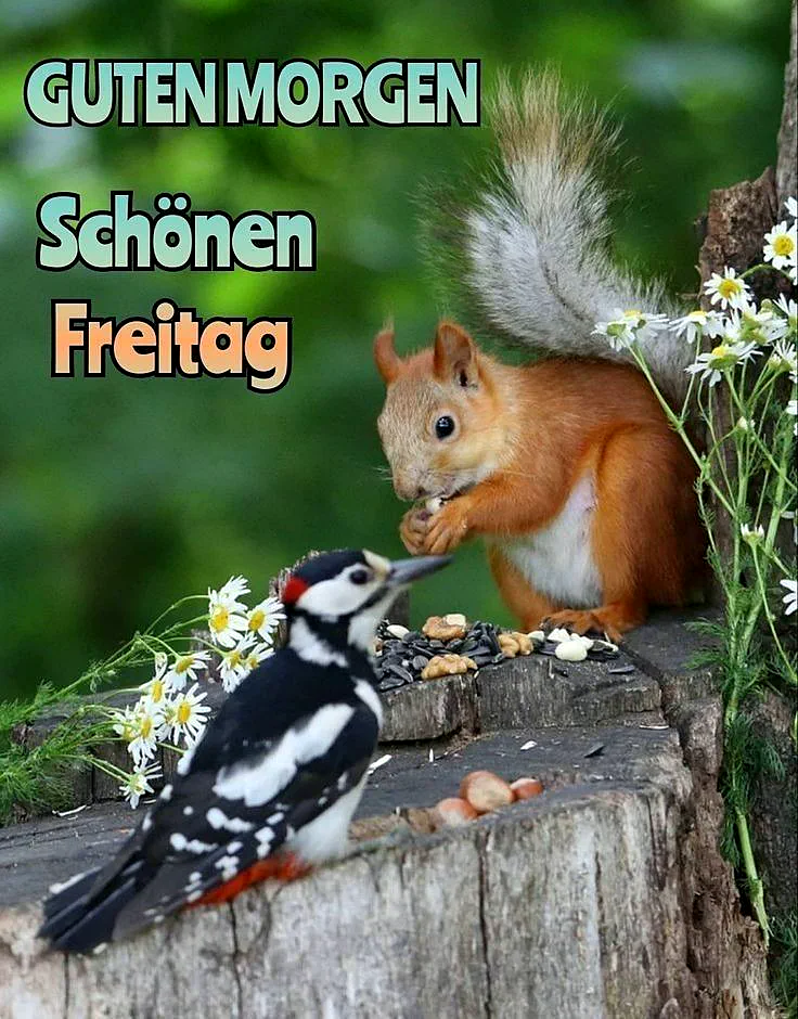 Schönen Freitag Bilder - Guten Morgen Gruß für WhatsApp