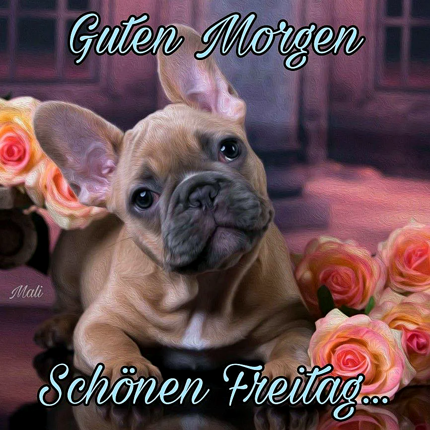 Schönen Freitag Bilder - Guten Morgen Gruß mit süßem Hund