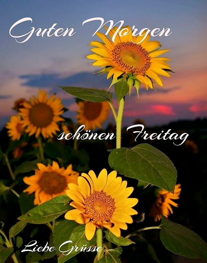 Schönen Freitag Bilder - Guten Morgen mit Sonnenblumen