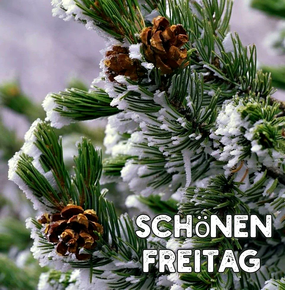 Schönen Freitag - Frostige Freiheit