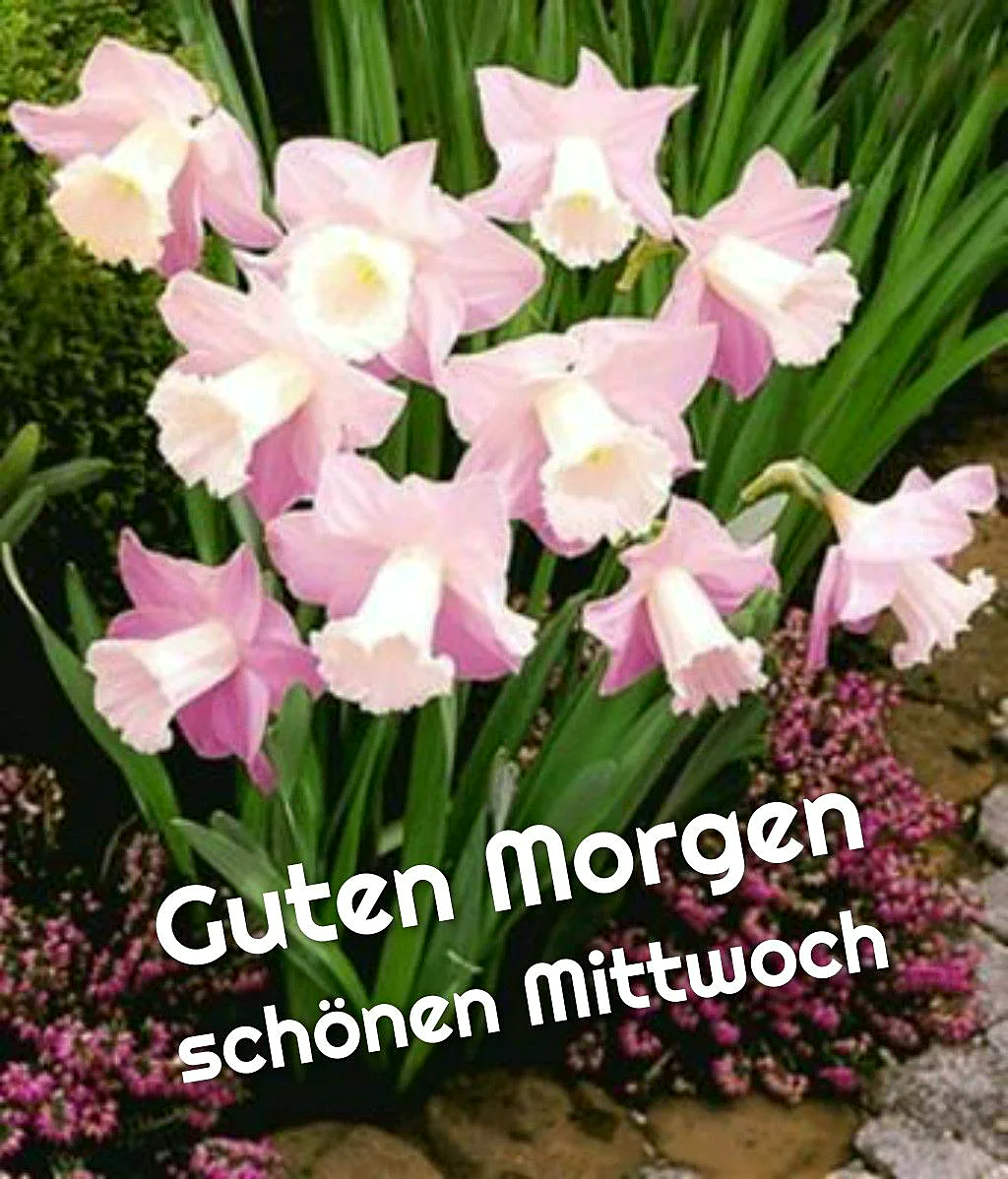 Schönen Mittwoch Bilder - Guten Morgen Wünsche