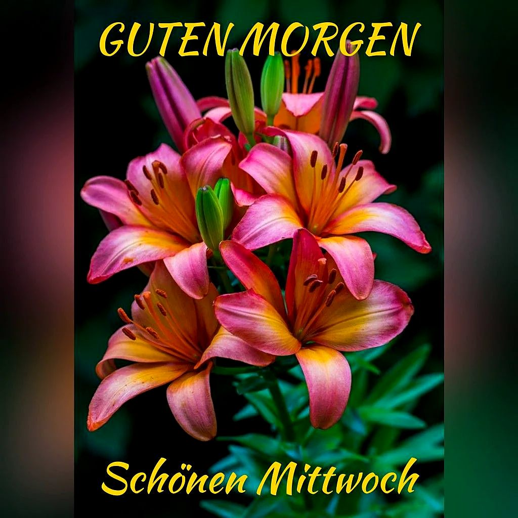 Schönen Mittwoch - Guten Morgen Grüße mit Blumen