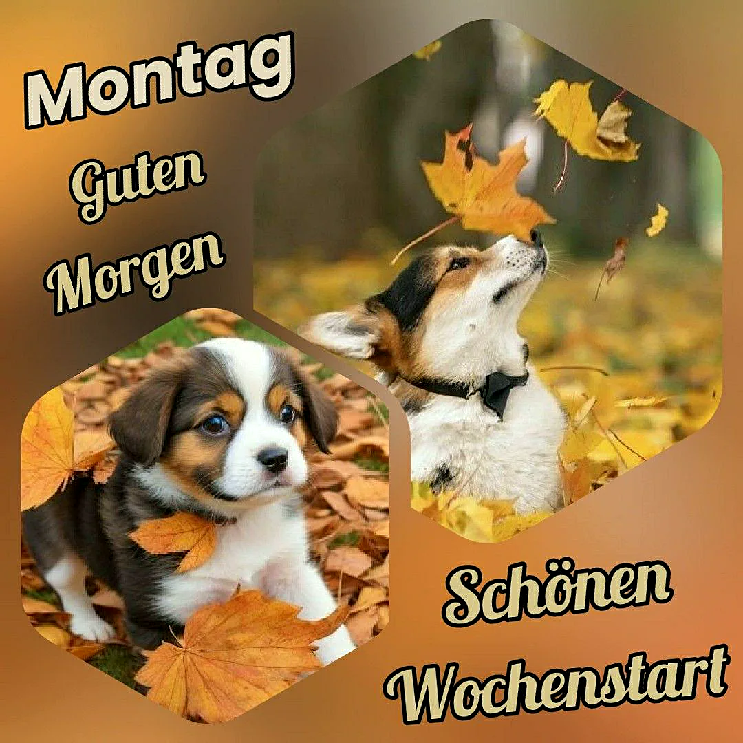 Schönen Montag Bilder - Guten Morgen und einen schönen Wochenstart!