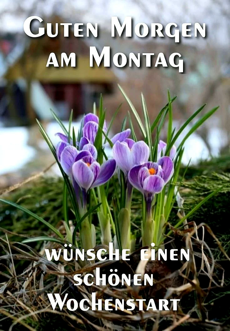 Ein Foto von violetten Krokussen, die durch Gras und tote Blätter wachsen. Im Hintergrund sieht man einen unscharfen Pavillon und einige Bäume. Der Himmel ist bewölkt.
