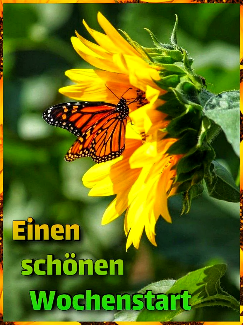 Ein Monarchfalter sitzt auf einer großen, hellgelben Sonnenblume, umgeben von grünen Blättern und einem unscharfen grünen Hintergrund. Der Falter hat orange Flügel mit schwarzen Adern und weißen Punkten.