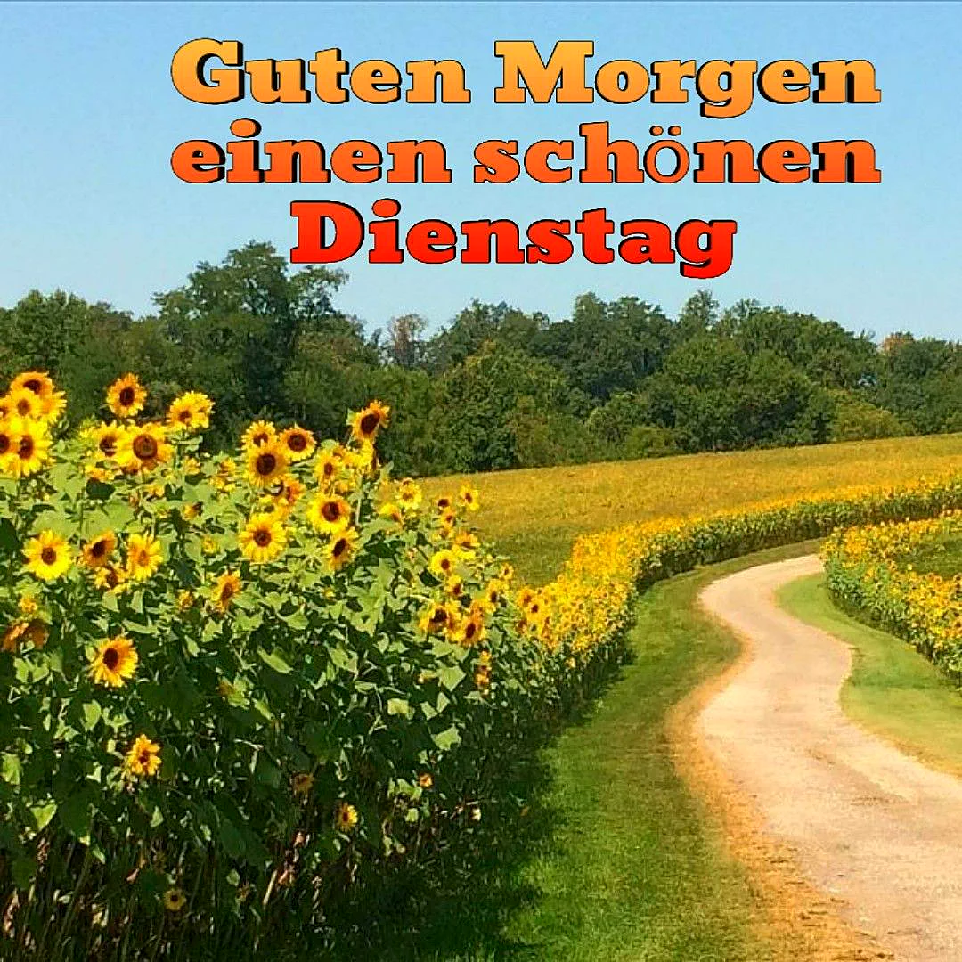 Ein idyllisches Sonnenblumenfeld bei Sonnenschein, durchzogen von einem geschwungenen Feldweg. Im Hintergrund erstrecken sich grüne Bäume unter blauem Himmel. Der Gruß lautet: Guten Morgen einen schönen Dienstag.