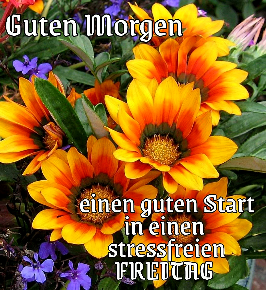 Stressfreier Freitag Gruß - Schöne Blumen zum Start
