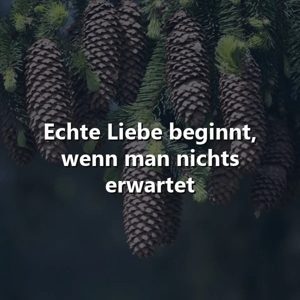 Ein ruhiges Bild mit dunkelgrünen Nadelbaumzweigen und vielen braunen Zapfen. Darauf leuchtet das Zitat: 'Echte Liebe beginnt, wenn man nichts erwartet', welches eine besinnliche, erwartungsfreie Stimmung vermittelt.