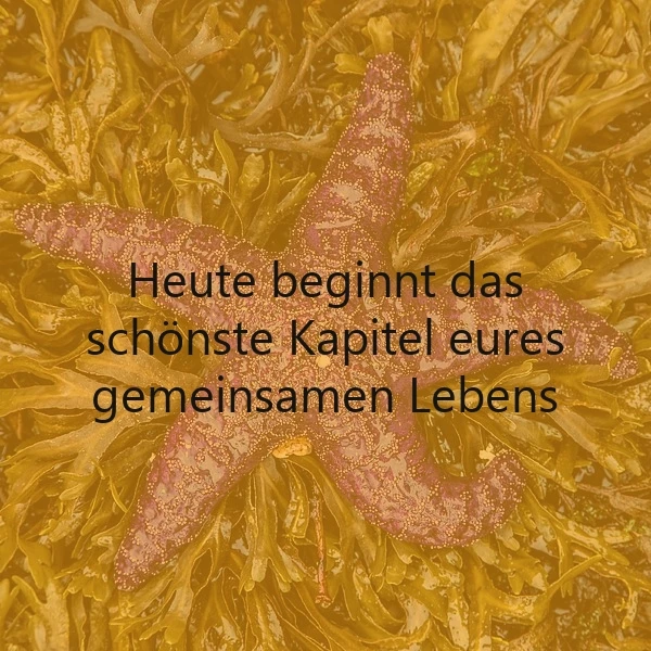 Euer schönstes Kapitel startet jetzt! Glückwünsche & Spruchbilder für Verliebte