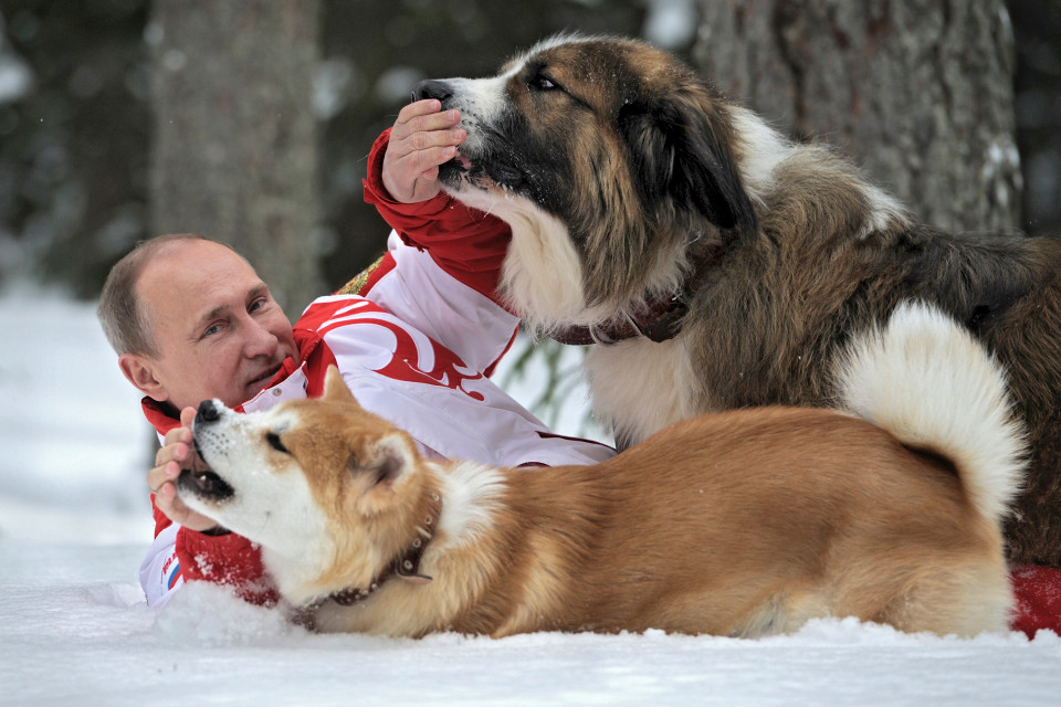 Bild von 12 Vladimir Putin bilder