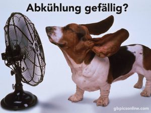 lustige bilder sommerhitze Bilder und Sprüche