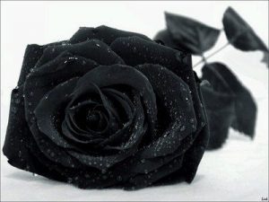 schöne schwarze rosen bilder 2 300x225 - schöne schwarze rosen bilder 2