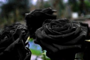 schöne schwarze rosen bilder 3 300x200 - schöne schwarze rosen bilder 3