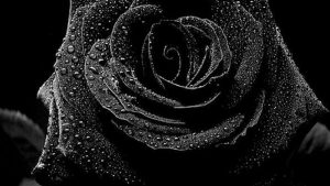 schöne schwarze rosen bilder 300x169 - 12 Vladimir Putin bilder