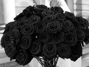 schöne schwarze rosen bilder 4 300x225 - schöne schwarze rosen bilder 4