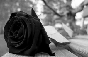 schöne schwarze rosen bilder 5 300x195 - schöne schwarze rosen bilder 5